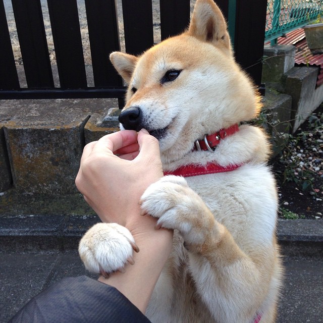 郁金香与法老的战场，荷兰征服埃及，世界排名争夺战硝烟弥漫