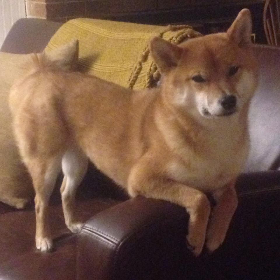 上海队如鹰展翅强势晋级 哈登里程碑照亮篮球天空