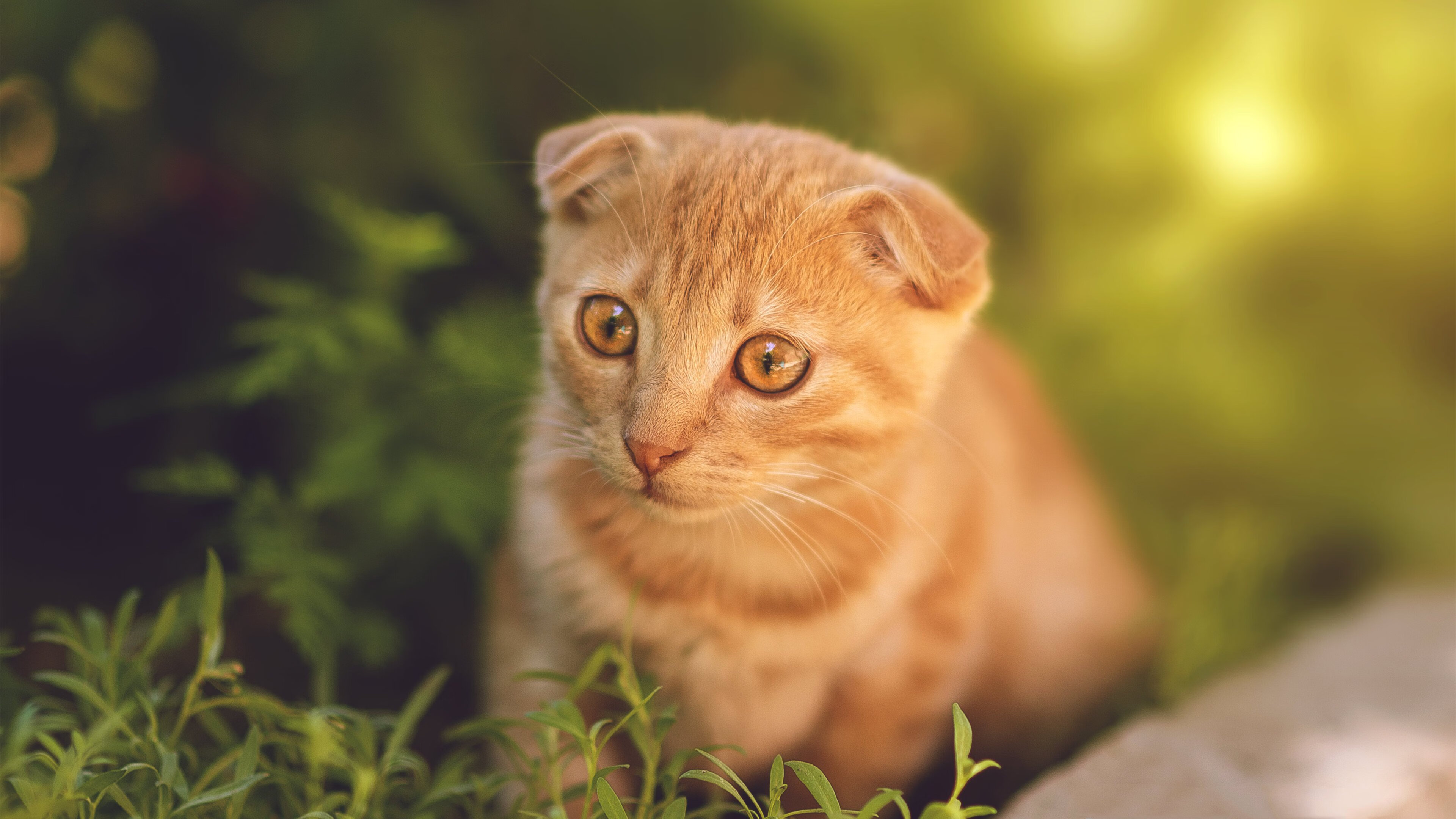 东方烈焰与西方权杖，当安纳托利亚铁血撞上伯纳乌的艺术