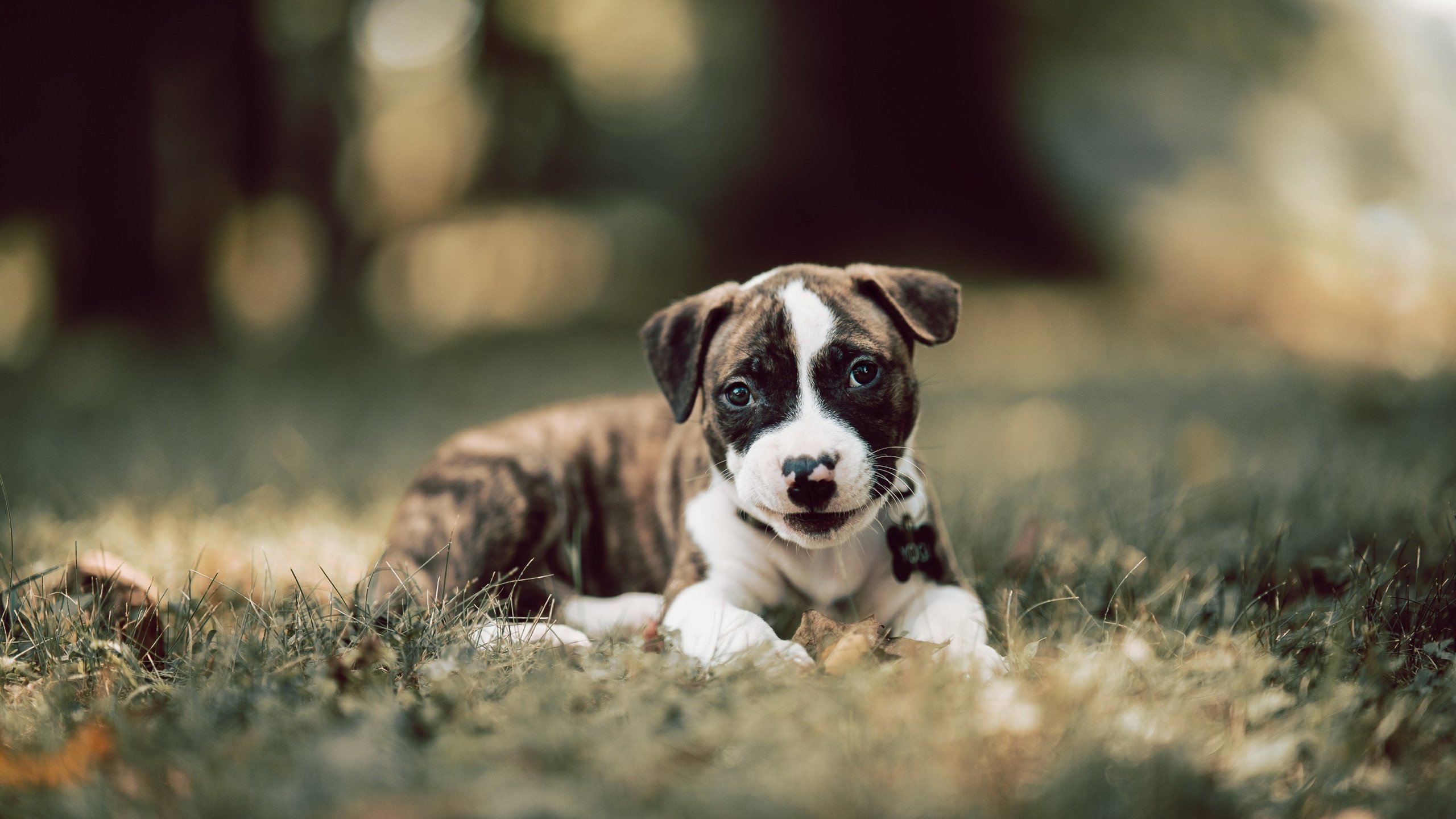 久保建英闪耀难阻败局,比利时3-0完胜喀麦隆展现实力