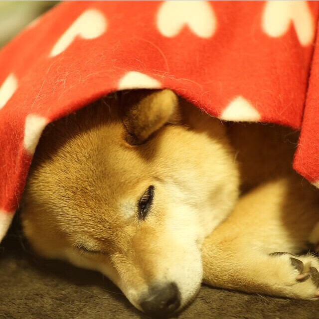 开云体育APP下载-冷门英雄戈贝尔，关键时刻连得9分，鹈鹕逆袭深圳队晋级冠军战