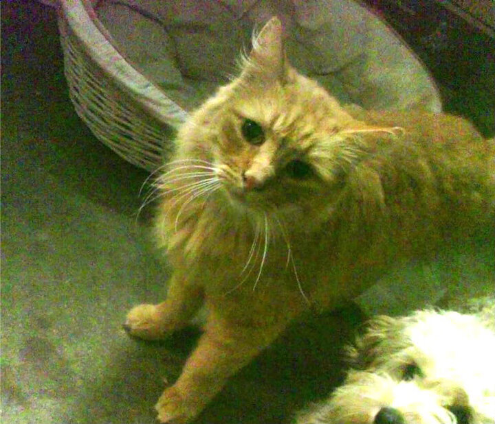 数据狂潮！小贾伦全面爆发引领森林狼强压广厦队