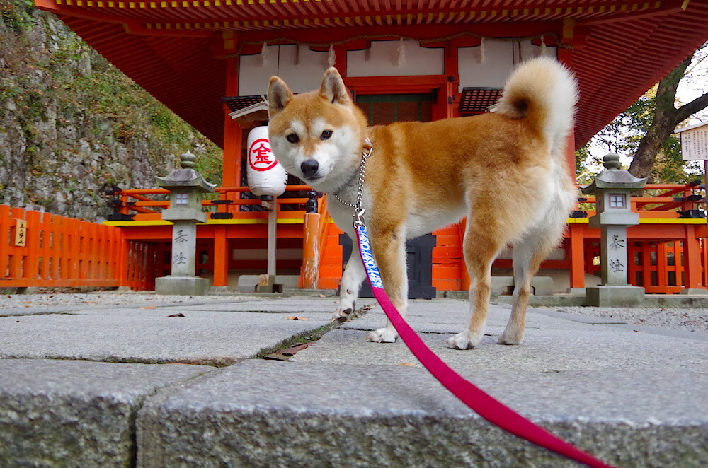 马丁内利一锤定音,美国梦之队碾压委内瑞拉挺进四强