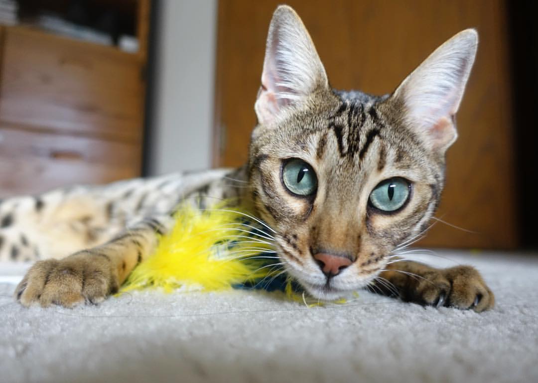 当赛道弧线映出三分轨迹,极限时速中的决胜哲学