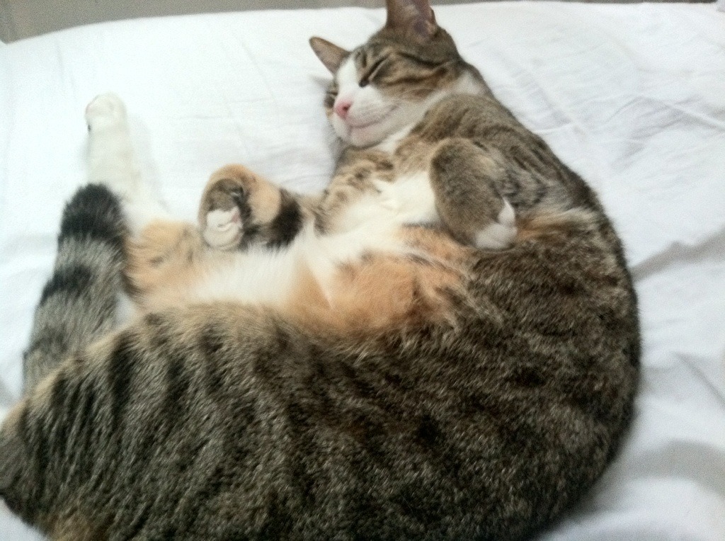 小贾伦末节天神下凡，北京男篮绝境重生击退吉林