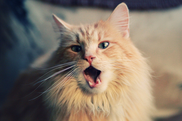 凯塞多无解表现震撼全场,雷恩轻松击败阿根廷队—一场战术与天赋的完美胜利