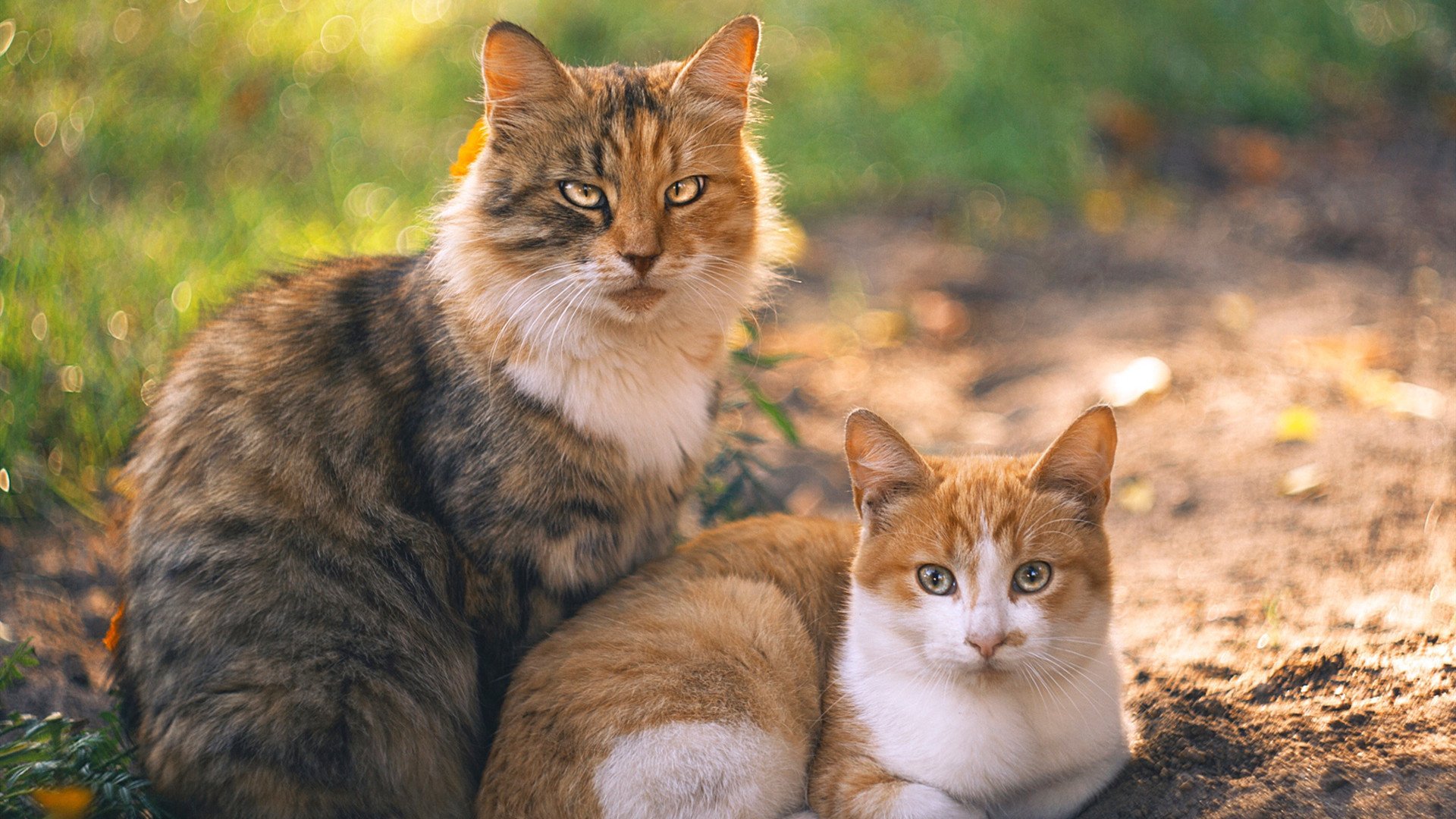 东契奇时刻与北境狼嚎,当代篮球的决胜法则