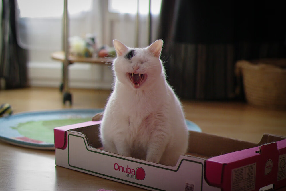 团队狂潮与孤星闪耀，爵士碾压活塞背后的东契奇统治法则