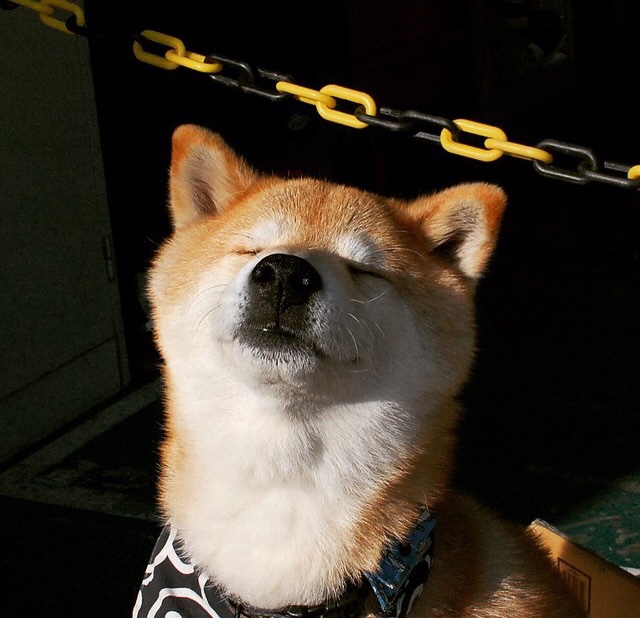 德甲争冠焦点战，黄蜂冲垮猛龙，多特蒙德赢得关键胜利