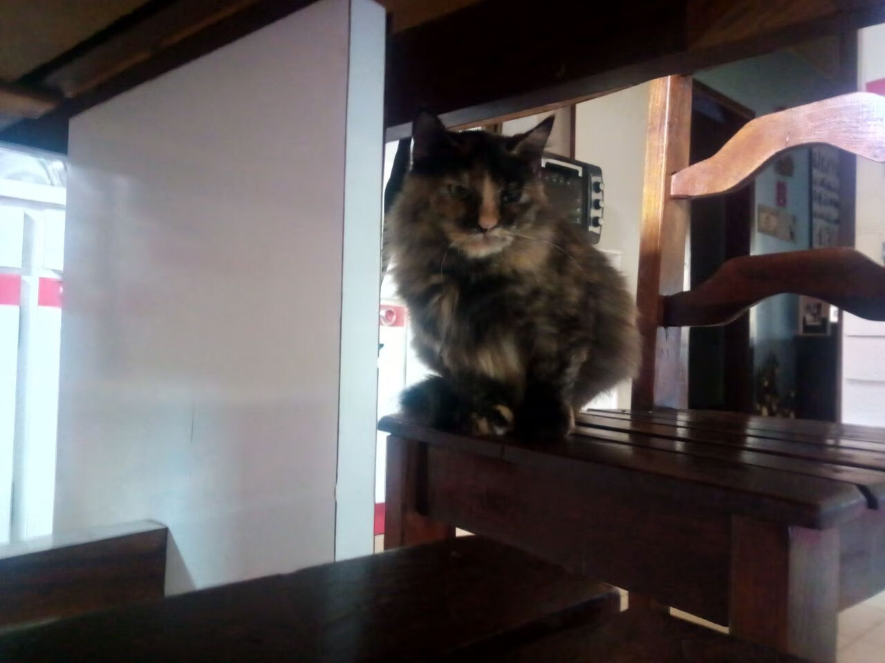 开云下载-破晓与铁幕，约基奇的艺术风暴与纽约的钢铁洪流