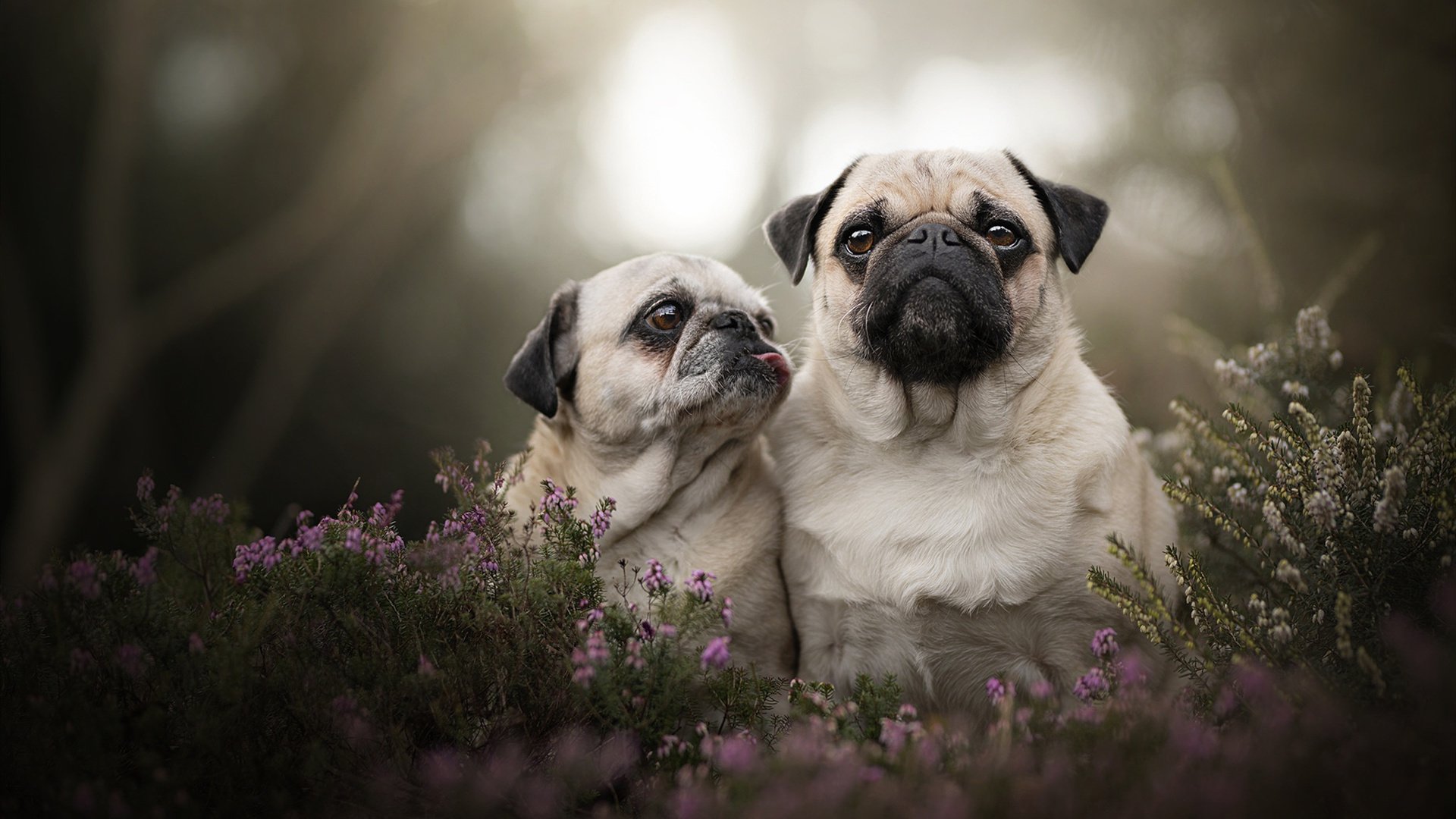 东决血色獠牙，扎克·拉文的无解之夜，摧毁所有防守手册