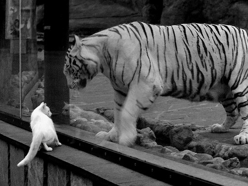 夜空中最意外的星，武切维奇撕碎预设剧本，用惊艳定义焦点