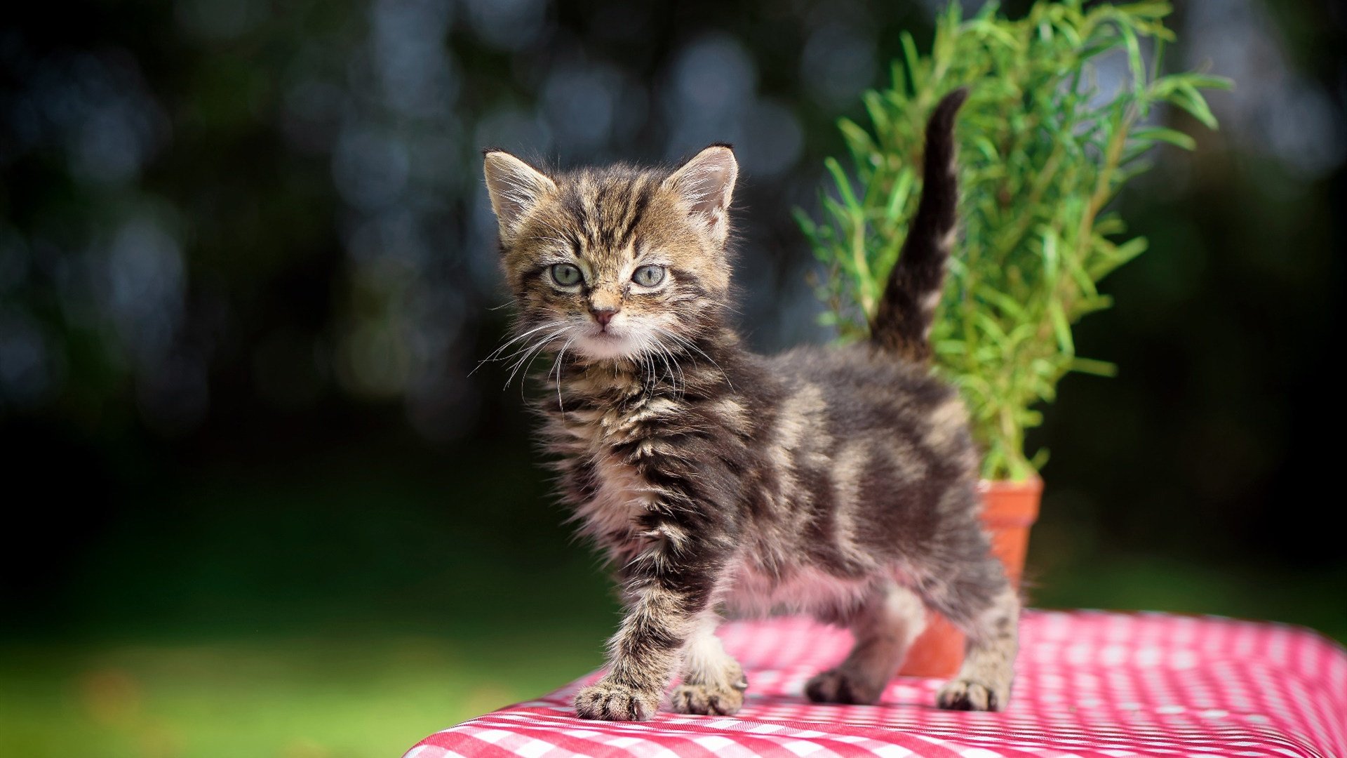 塞内加尔铁骑踏碎秘鲁防线，不老伊布演绎杀伤艺术