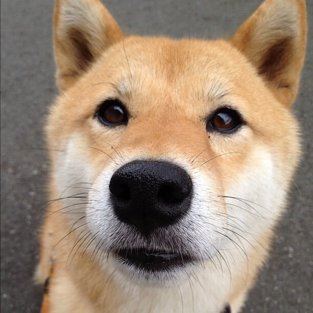 沙特终结新西兰,哈弗茨欧冠淘汰赛接管比赛,足球世界的双重震撼与全球共鸣