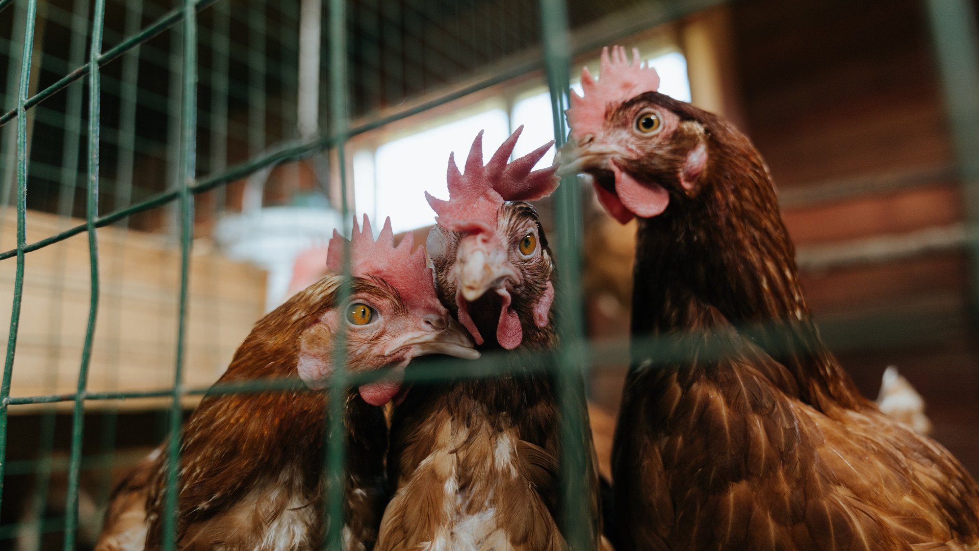 末节逆转之王,巴尔韦德在F1年度争冠之夜的传奇接管