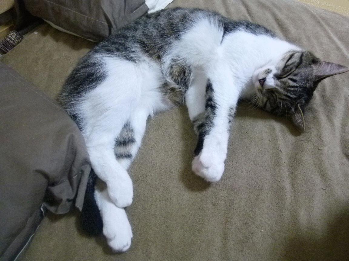 火热卡瓦哈尔，非洲铁蹄撞上东欧城墙，他用一己之力点燃整个球场